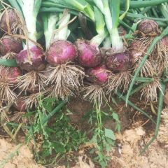 洋葱大量上市，需要的联系我