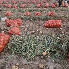 我地洋葱量大，黄洋葱，红洋葱都有，需要的联系我