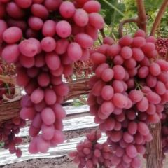 西昌克伦生葡萄8月上市需要的朋友请提前联系