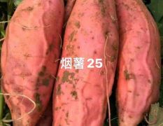 常年销售纯沙地红瓤蜜薯烟薯25