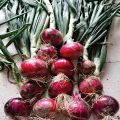 山东郯城红皮洋葱，黄皮洋葱大量供应中，货源充足。保质保量