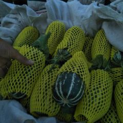 惠民县甜瓜熟了、热卖中、欢迎各位咨询、洽谈