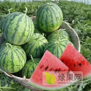 2020年河南太康8424西瓜价格