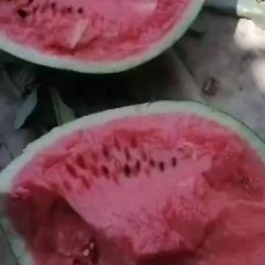 精品大棚甜王，需要的电话联系