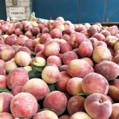 湖北省宜城市毛桃批发，可直接桃园发货！支持一件代发哦！