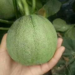 山东聊城绿宝 甜瓜生产基地 资深代收