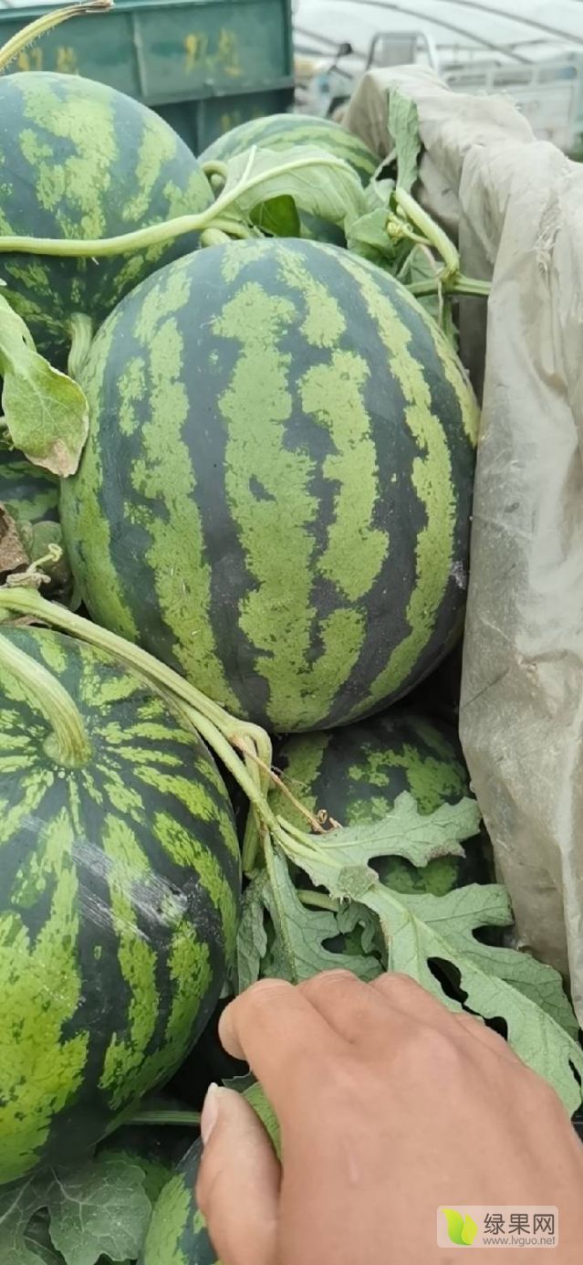 山东省泗水县甜王西瓜价格下滑