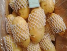 肥城荷兰十五土豆大量上市，（新土豆）货源充足质量一流