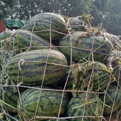 本合作社大量供应，京欣，甜王，8424，美都！