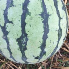 代办代发甜王美都和8424西瓜