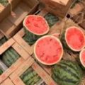 河南中牟西瓜专业代发代班团队