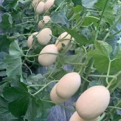 山东莘县甜瓜品种齐全