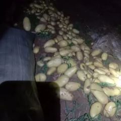 土豆大量上市，缺货主，真诚相邀