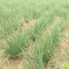 本人在内蒙古阿拉善种植大地沙葱