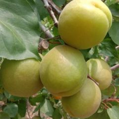 陕西金太阳大量供应