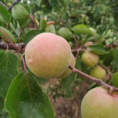 丰源红杏，个头色度杠杠的