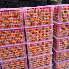 柑橘代办诚信合作