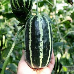 山东省滨州市惠民县博洋9头茬上市。