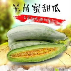 山东省滨州市羊角蜜，博洋61，头茬大量上市