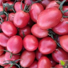 千禧圣女果大量供应