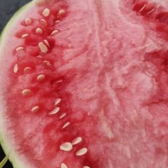 夏邑优质精品西瓜