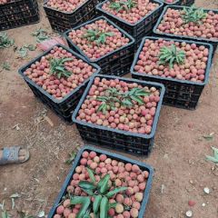 产地白糖罂荔枝重重上市品质优选，诚信第一