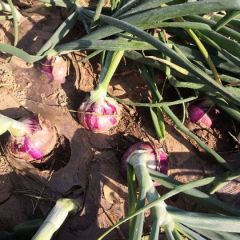 河南省沁阳市洋葱基地代存代发