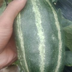 滨州惠民果蔬代购代销