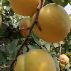 陕西省大荔县产地直销金太阳，丰园红杏