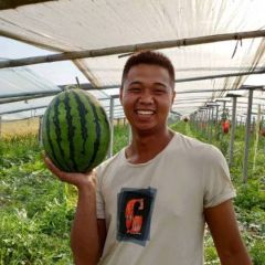 大棚甜王西瓜✔7-15斤✔9-9.5成熟✔山东淄博高青✔万亩西瓜✔