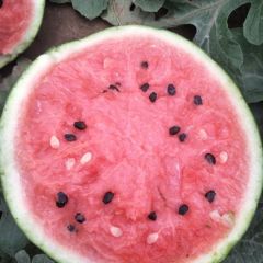 大棚西瓜大量上市中，保证直播苗。