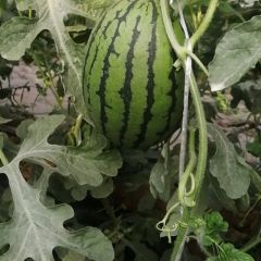 优质礼品小吊瓜大量上市中，货量多，皮色好，脆甜可