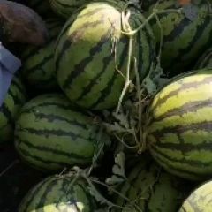 精品优质甜大西瓜