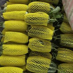 山东省滨州市博洋9大量上市