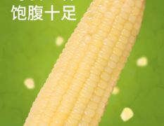 广西忻城甜糯玉米的功效与作用有哪些?口感如何?