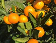 湖南基地直供特早熟高糖柑橘由良蜜橘8元签订合同