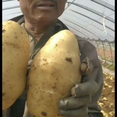 大量新鲜土豆上市，各种规格，各种品种