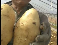 大量新鲜土豆上市，各种规格，各种品种
