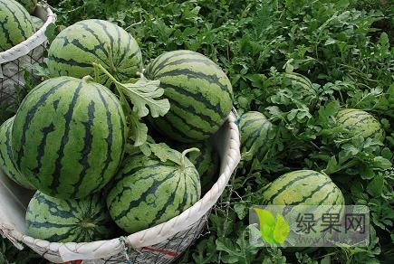 2020年山东莘县甜王系列价格