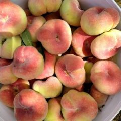 烟台蓬莱市大棚潘桃