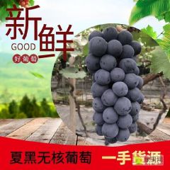 江苏省万亩葡萄基地直供各种葡萄