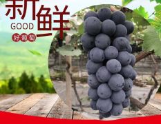 江苏省万亩葡萄基地直供各种葡萄