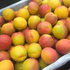 大荔丰园红杏大量上市货源充足