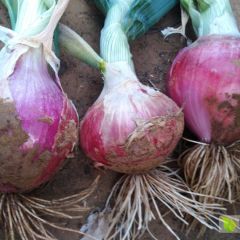 优质无公害红皮洋葱