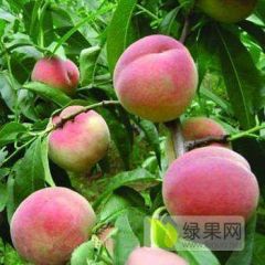 郑二毛桃55起步