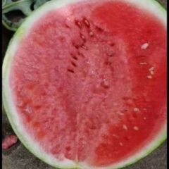 夏邑县8424美都田王