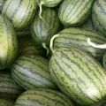 商河西瓜 本人种植了百亩冰糖翠玉西瓜