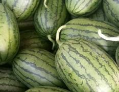 商河西瓜 本人种植了百亩冰糖翠玉西瓜