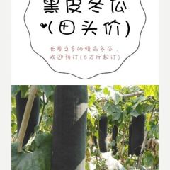 黑皮冬瓜，吊植冬瓜，大户直销
