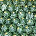 百亩西瓜产地大量供应甜王，美都，8424，麒麟西瓜，一手货源，保质保